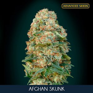 Afghan Skunk 1 u. Blister x 10 fem. Advanced Seeds