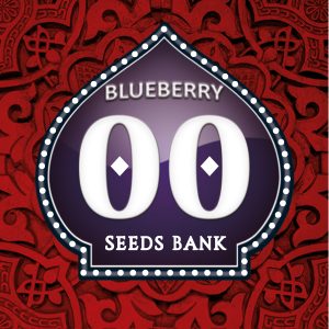Blueberry 5 u. fem. 00 Seeds