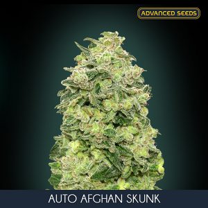 Auto Afghan Skunk 25 u. fem. Advanced Seeds