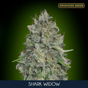 Shark Widow 10 u. fem. Advanced Seeds