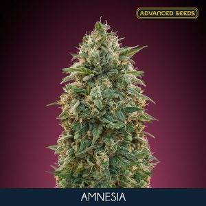 Amnesia 3 u. fem. Advanced Seeds